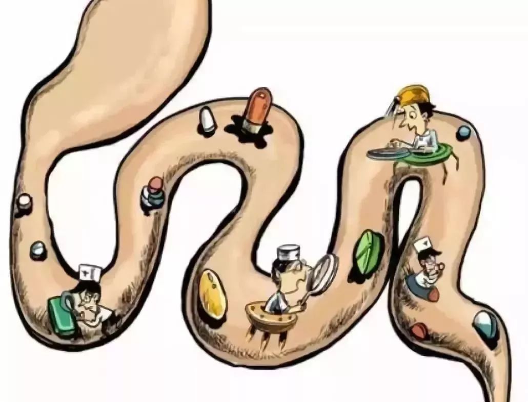 腸道--人體的第二大腦