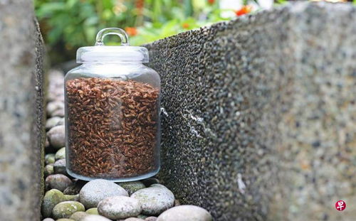 昆蟲及新型食品進口須申請上市前批準 新法案征詢公眾意見