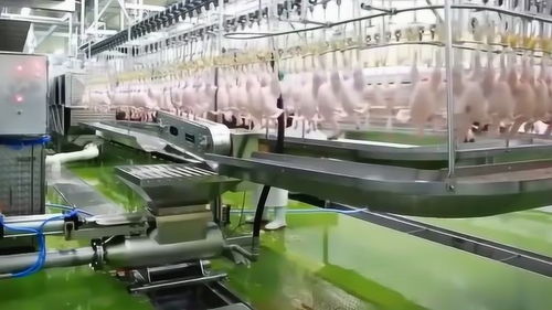 現代化雞肉加工廠,神奇的食品加工機械