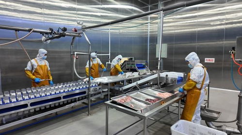 從 農民 到 漁民 新疆吐魯番三文魚產業背后的共富鏈條