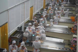 越南一現(xiàn)代化食品廠,還用人海戰(zhàn)術(shù),不過做出的榴蓮餅真好吃